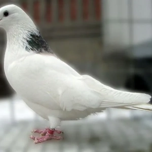 Топ-5 найвидатніших голубів білого кольору